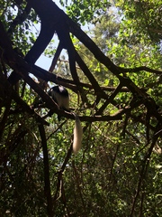 Colobus guereza