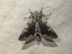 Pleromelloida conserta