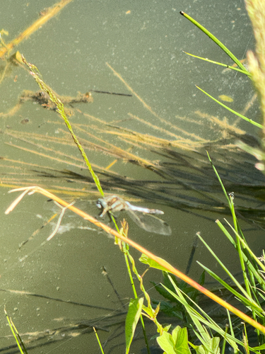 White-tailed Skimmer
