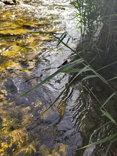 Western Demoiselle