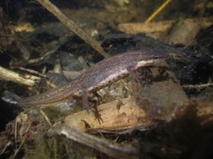 Lissotriton vulgaris meridionalis