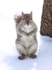 Sciurus carolinensis