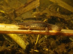 Lissotriton vulgaris meridionalis