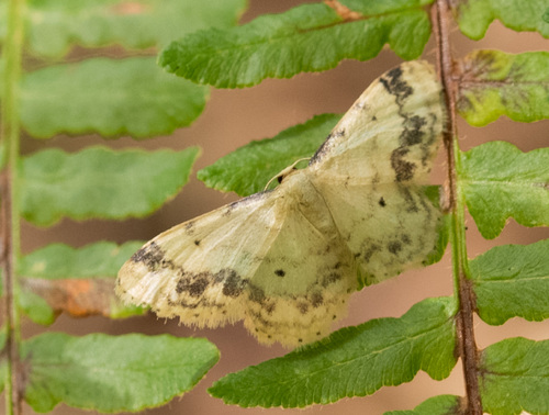Treble Brown-spot