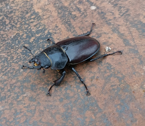 European Stag Beetle