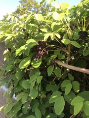 Akebia