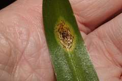 Uromyces hyacinthi