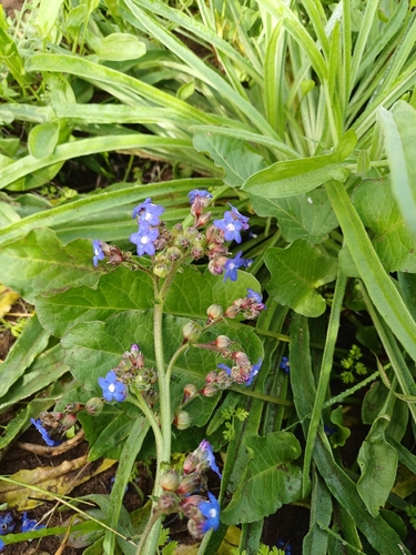 Anchusa capensis, photograph 4