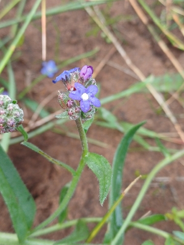 Anchusa capensis, photograph 5