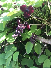 Akebia