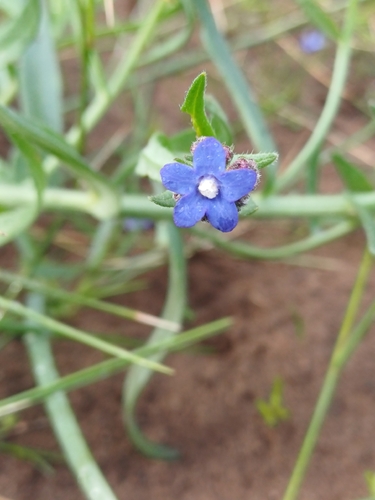 Anchusa capensis, photograph 6