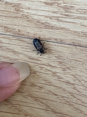 Dermestes carnivorus