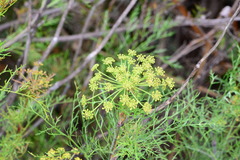 Notobubon tenuifolium