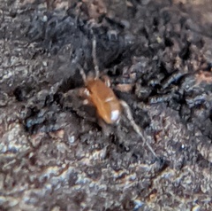 Pergamasus