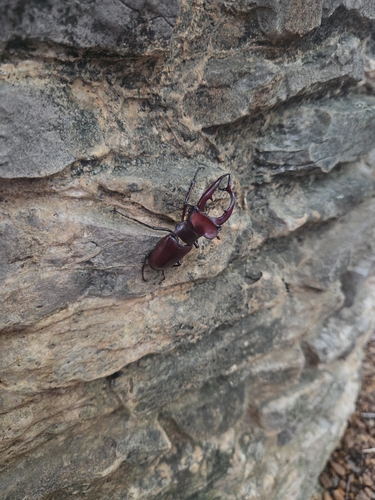 Elk Stag Beetle