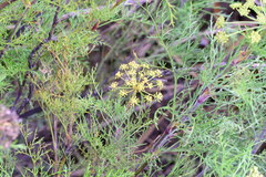 Notobubon tenuifolium