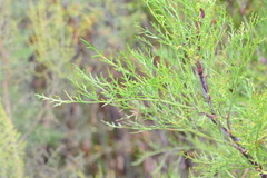 Notobubon tenuifolium