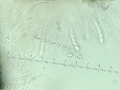 Anisomeridium biforme