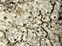 Anisomeridium biforme