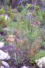 Notobubon tenuifolium