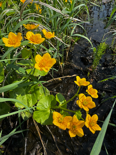 marsh marigold