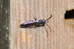 Sapyga quinquepunctata
