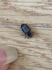 Dermestes carnivorus