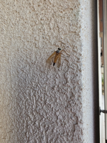 Marsh Snipe Fly