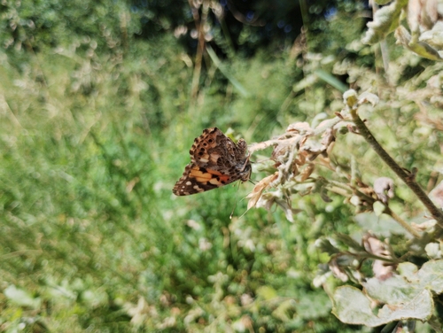 Painted Lady
