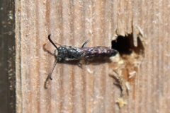 Sapyga quinquepunctata
