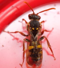 Nomada marshamella