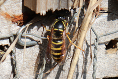 Dolichovespula saxonica