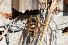 Dolichovespula saxonica