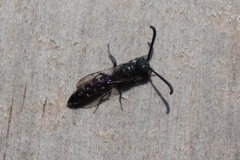 Sapyga quinquepunctata