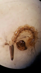 Aedes canadensis