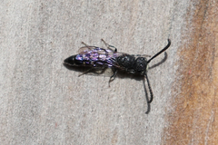 Sapyga quinquepunctata