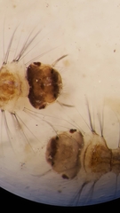Aedes canadensis