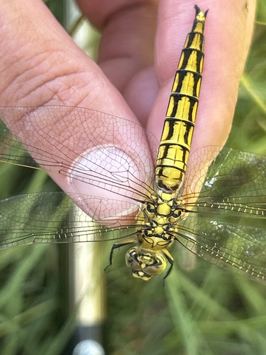 Black-tailed Skimmer