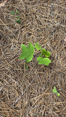American tuliptree