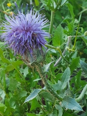 Carthamus caeruleus