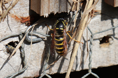 Dolichovespula saxonica