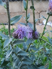 Carthamus caeruleus