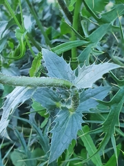 Carthamus caeruleus