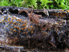 Arachnopeziza aurelia