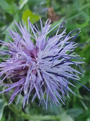 Carthamus caeruleus