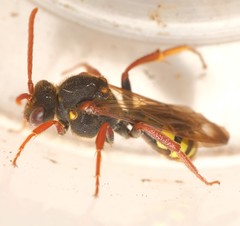 Nomada marshamella