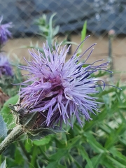 Carthamus caeruleus