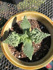 Faucaria