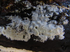 Oligoporus