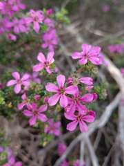Acmadenia heterophylla